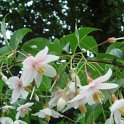 Stryrax japonica 'Pink Chimes' fleur